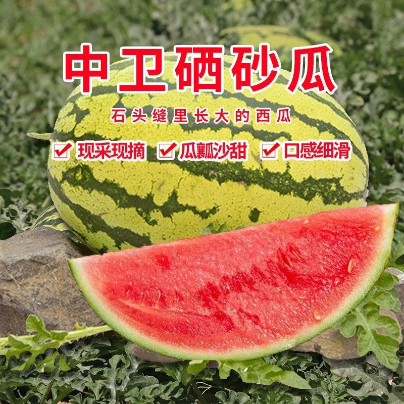 正宗宁夏中卫硒砂瓜 砂中甘露
