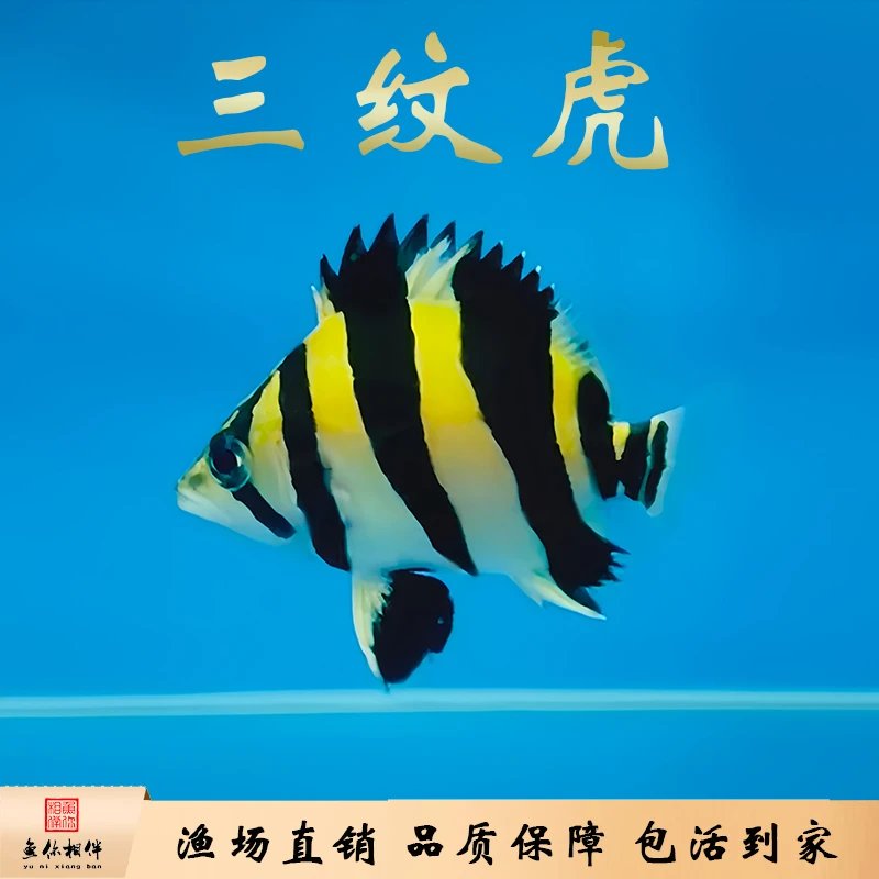 印尼苏门答腊虎鱼 三纹虎鱼 四纹苏虎龙鱼混养搭配配鱼热带观赏鱼