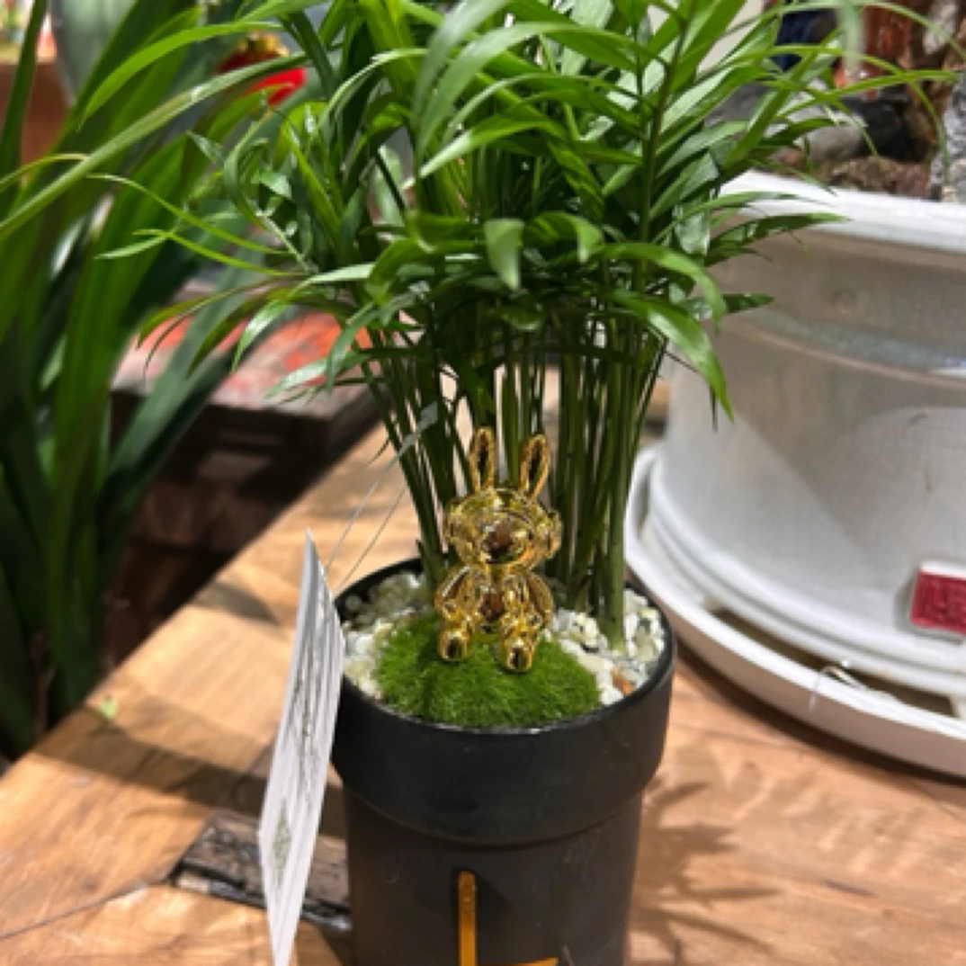 迷你小森林
