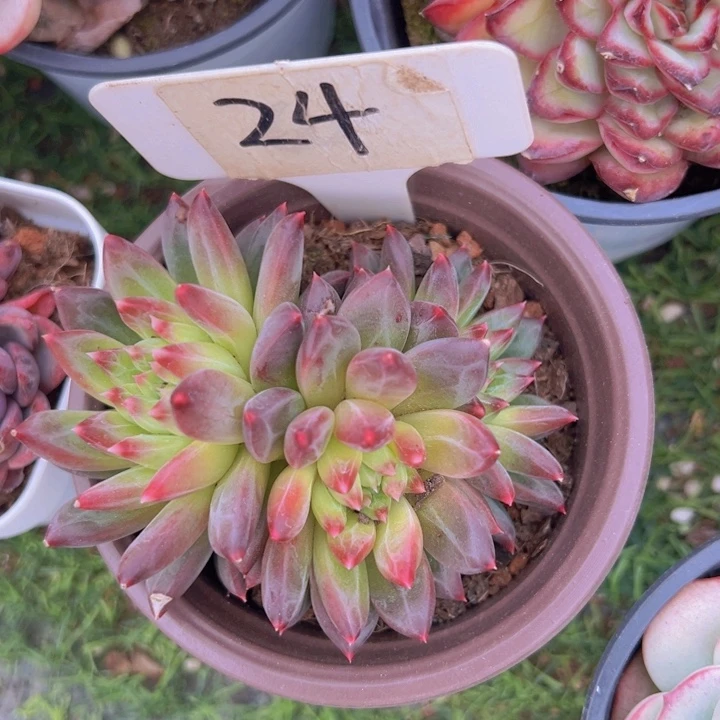 健健康康平平安安