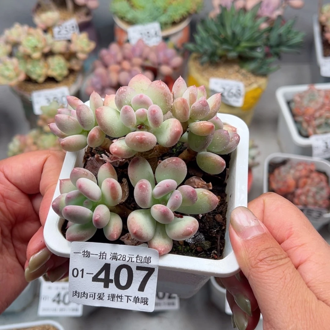 苹果奶多肉多肉多肉多肉多肉