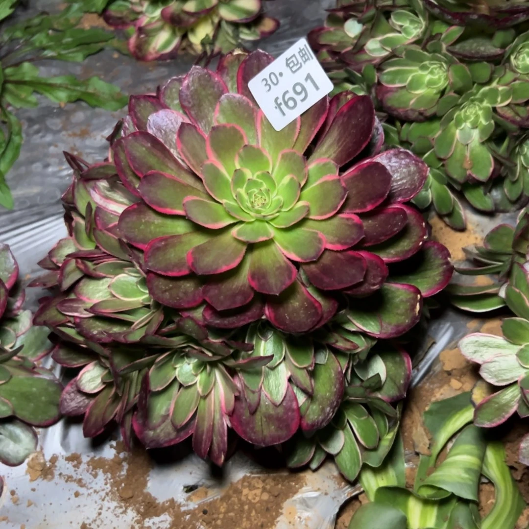 子*691粉花妖多肉法师