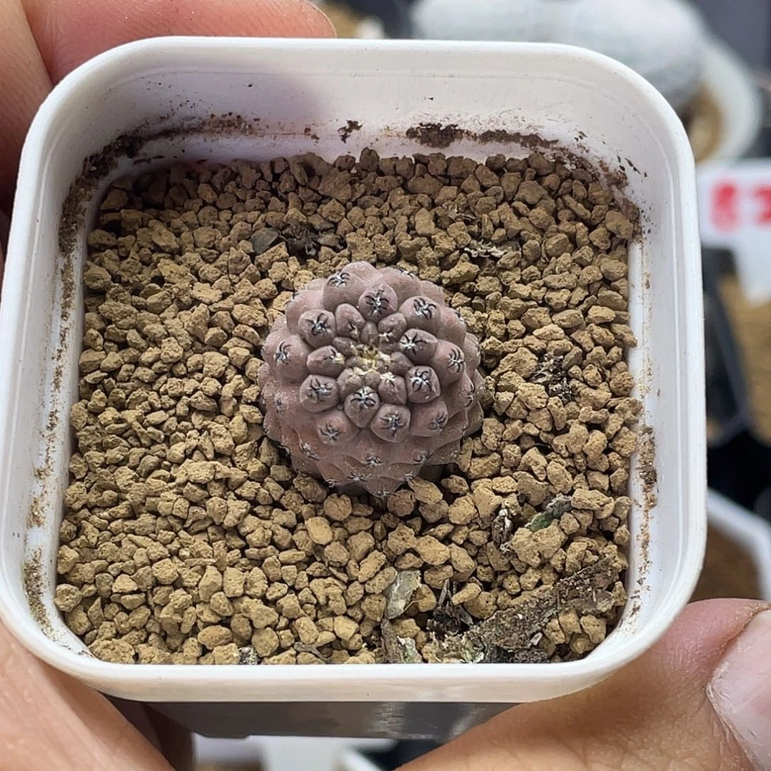 实生黑刺豹头仙人球
