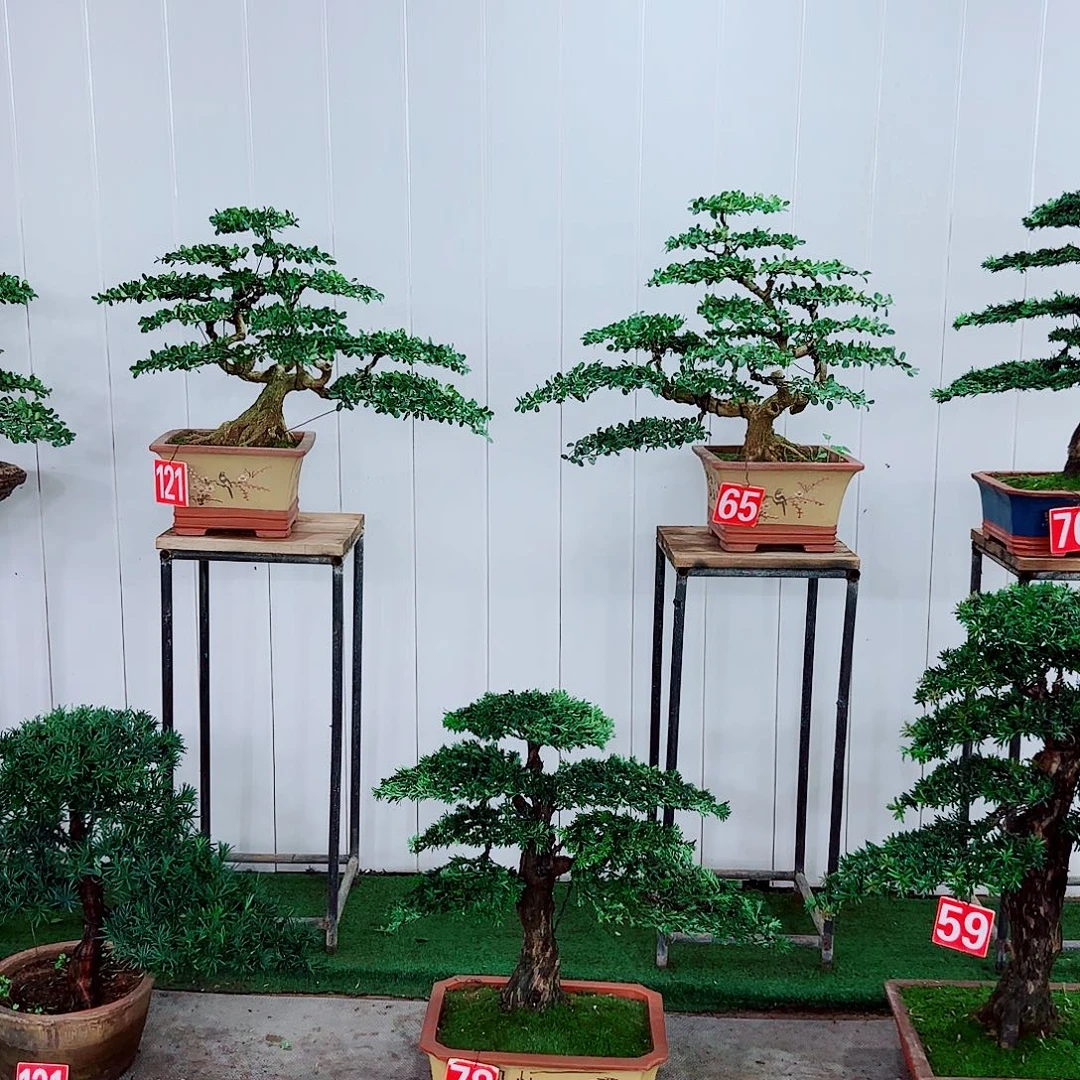 完全开放盆景园林