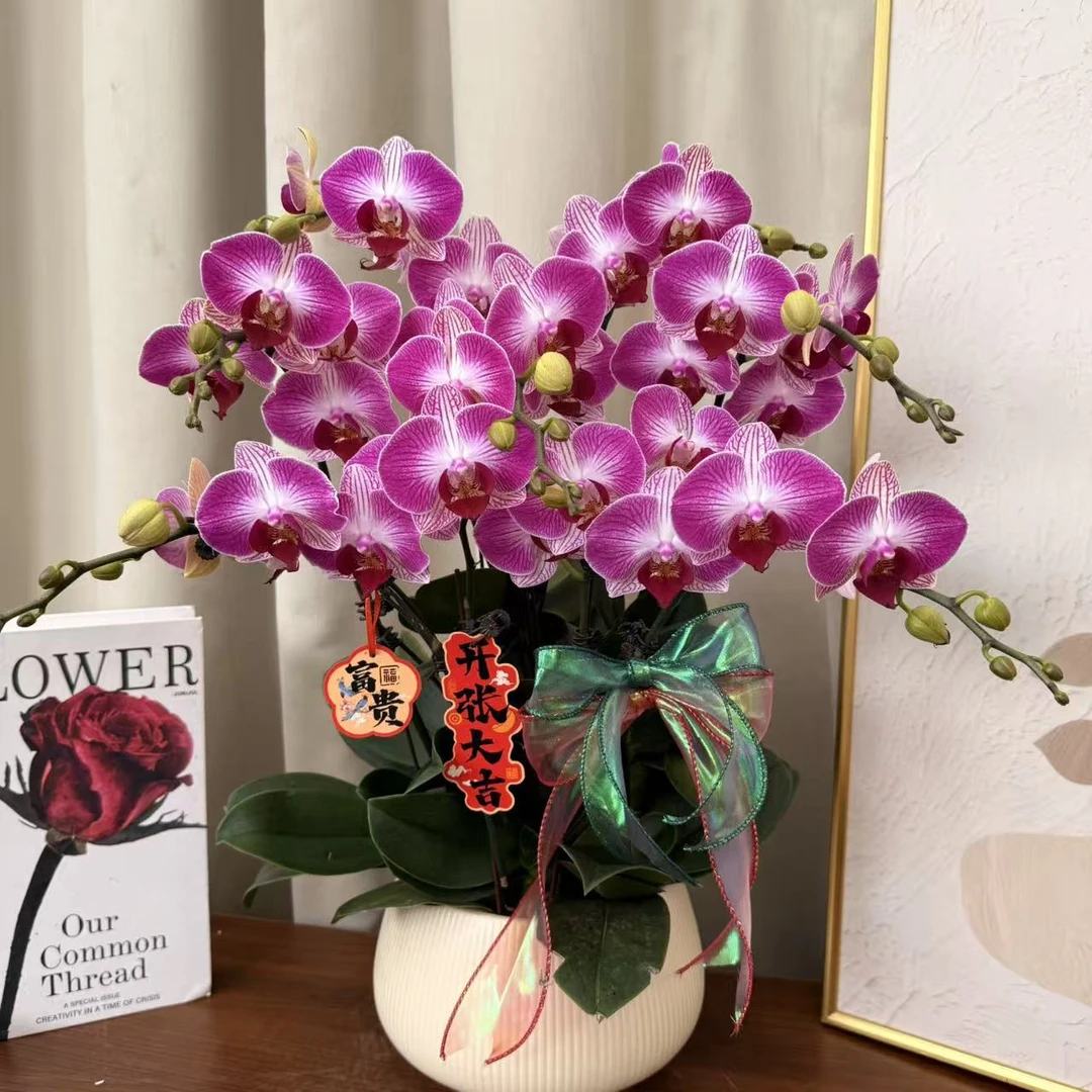 蝴蝶蘭《富贵鸟》紫色渐变纹理 条纹状 红色花舌 好养耐开