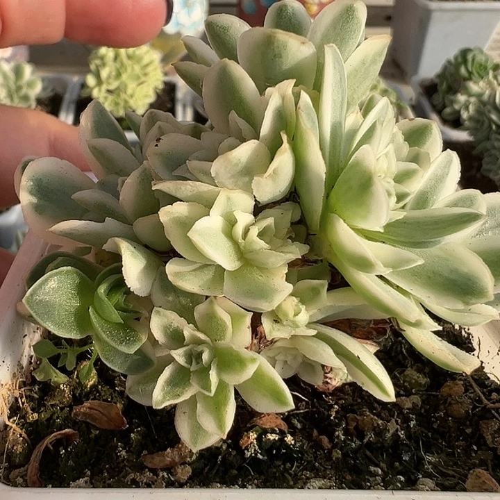 山地玫瑰锦秋夕920号