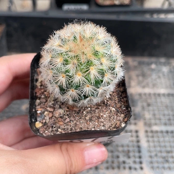 877嘉文丸仙人球植物