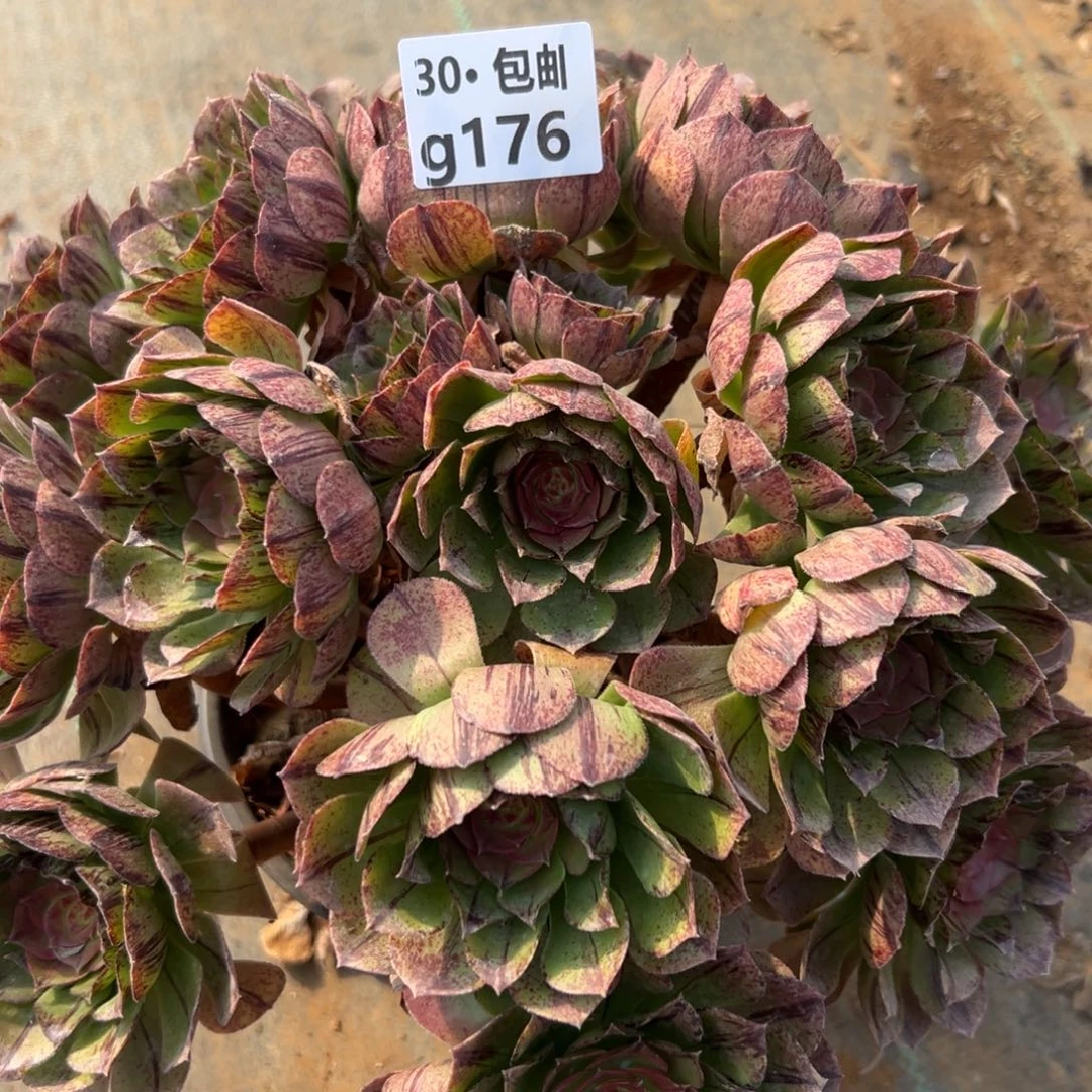 176万拉丝多肉法师