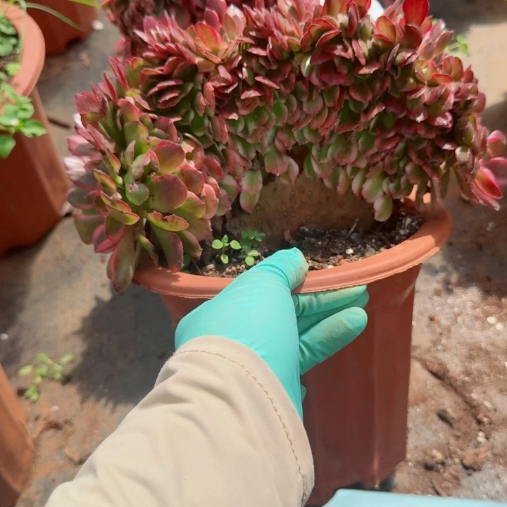 180 缀化多肉植物28包邮