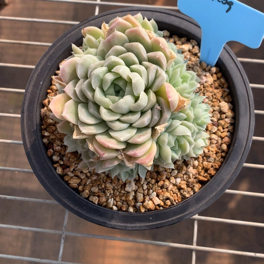 S****s350201-09白月影