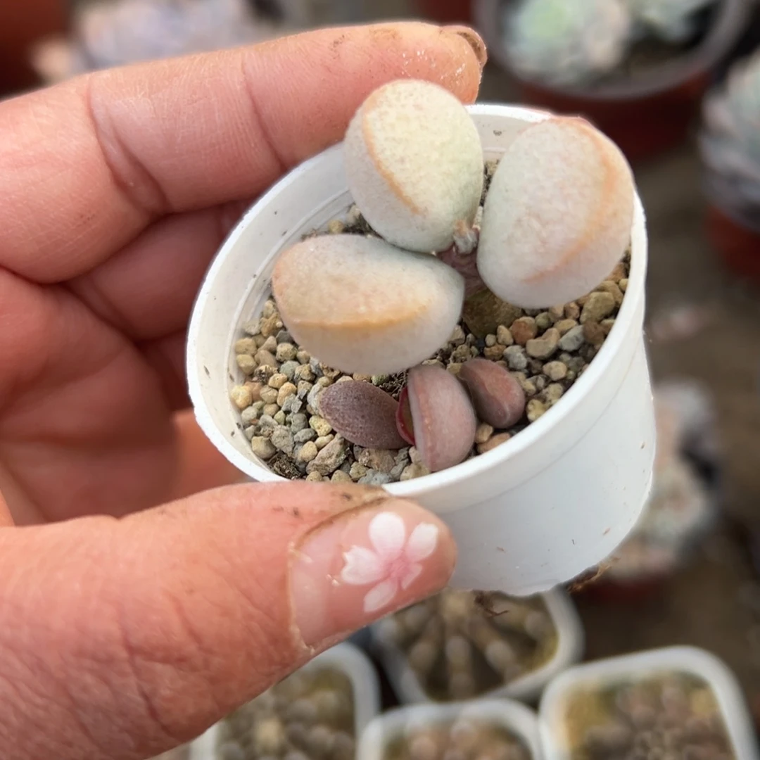 多肉植物多肉植物