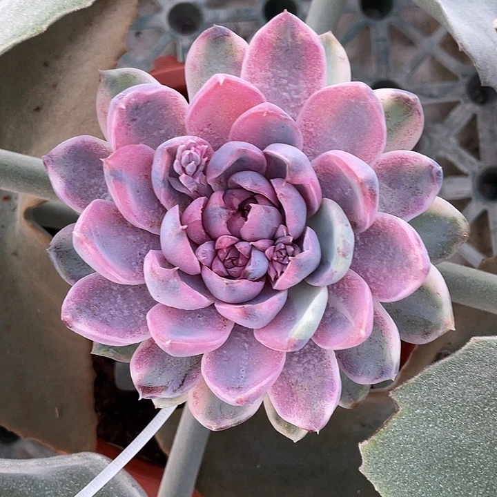 紫薯锦一物一拍锦龙