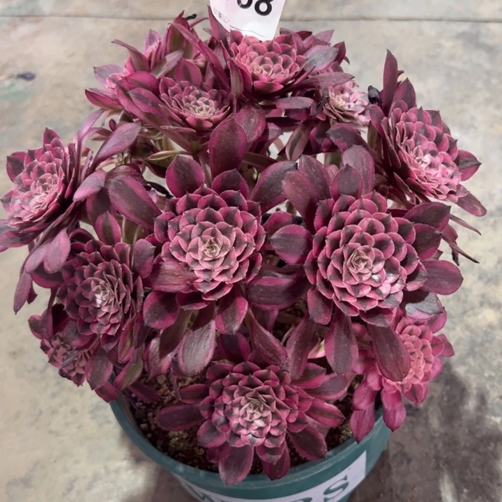 568红铜超白朵朵25厘米左右半木