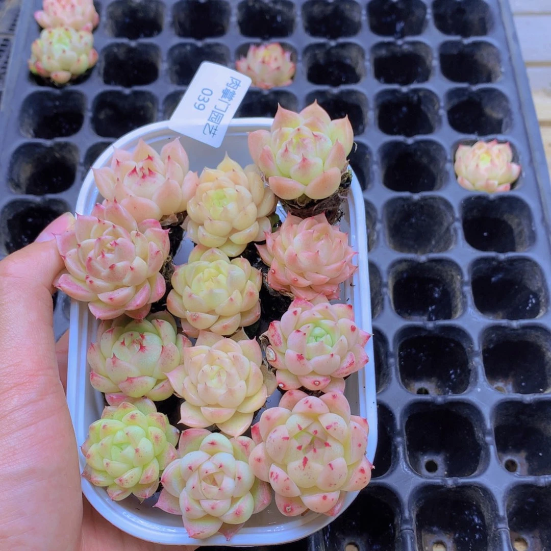 麦秆一物一拍的一039