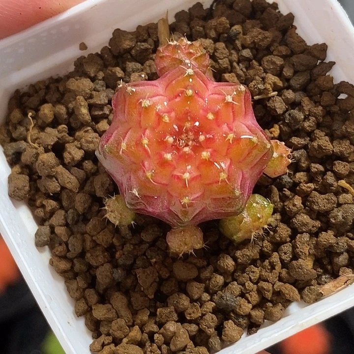 泰系轮回—带盆土发货47