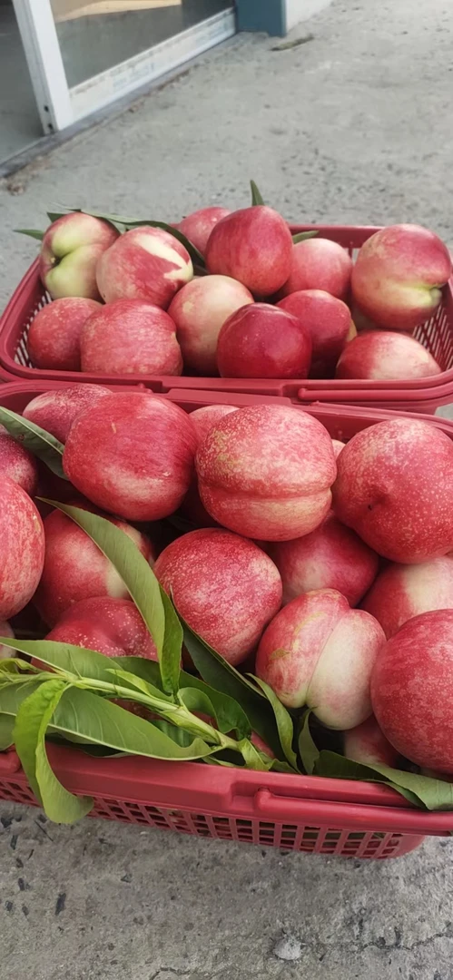 脆甜爽口，甜度适中，果香浓郁，香甜多汁