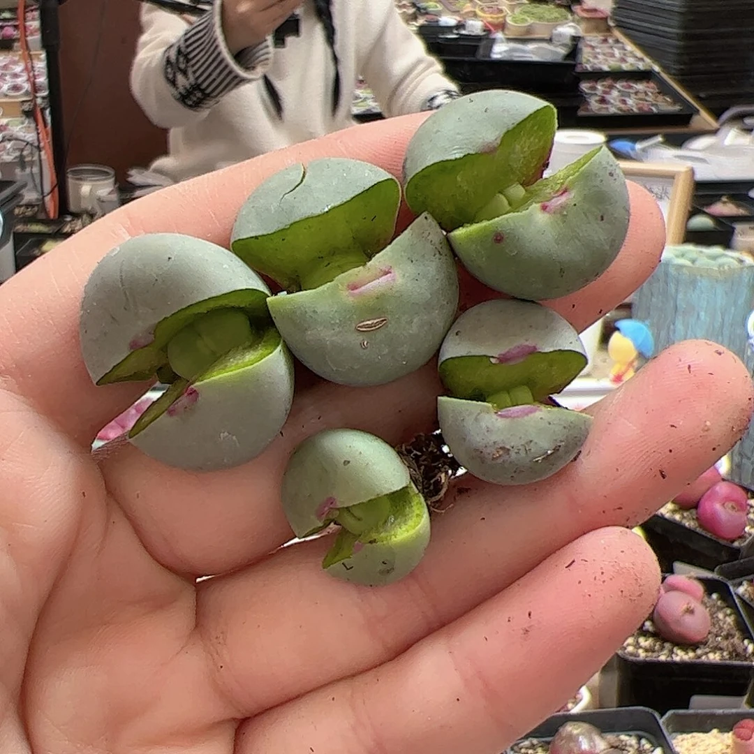 【闪购商品】167 福利