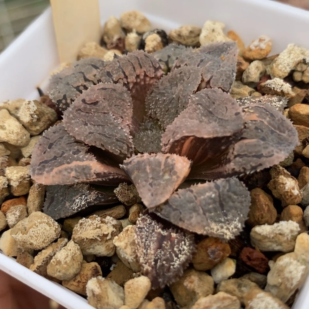 958具味城锦一物一拍