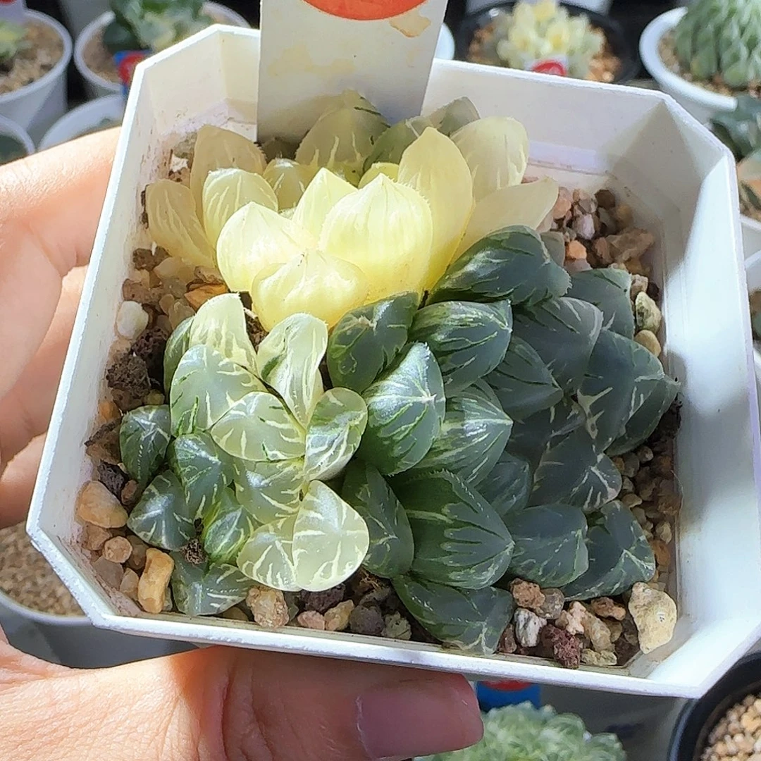 340号花水晶实生锦一物一拍带盆土