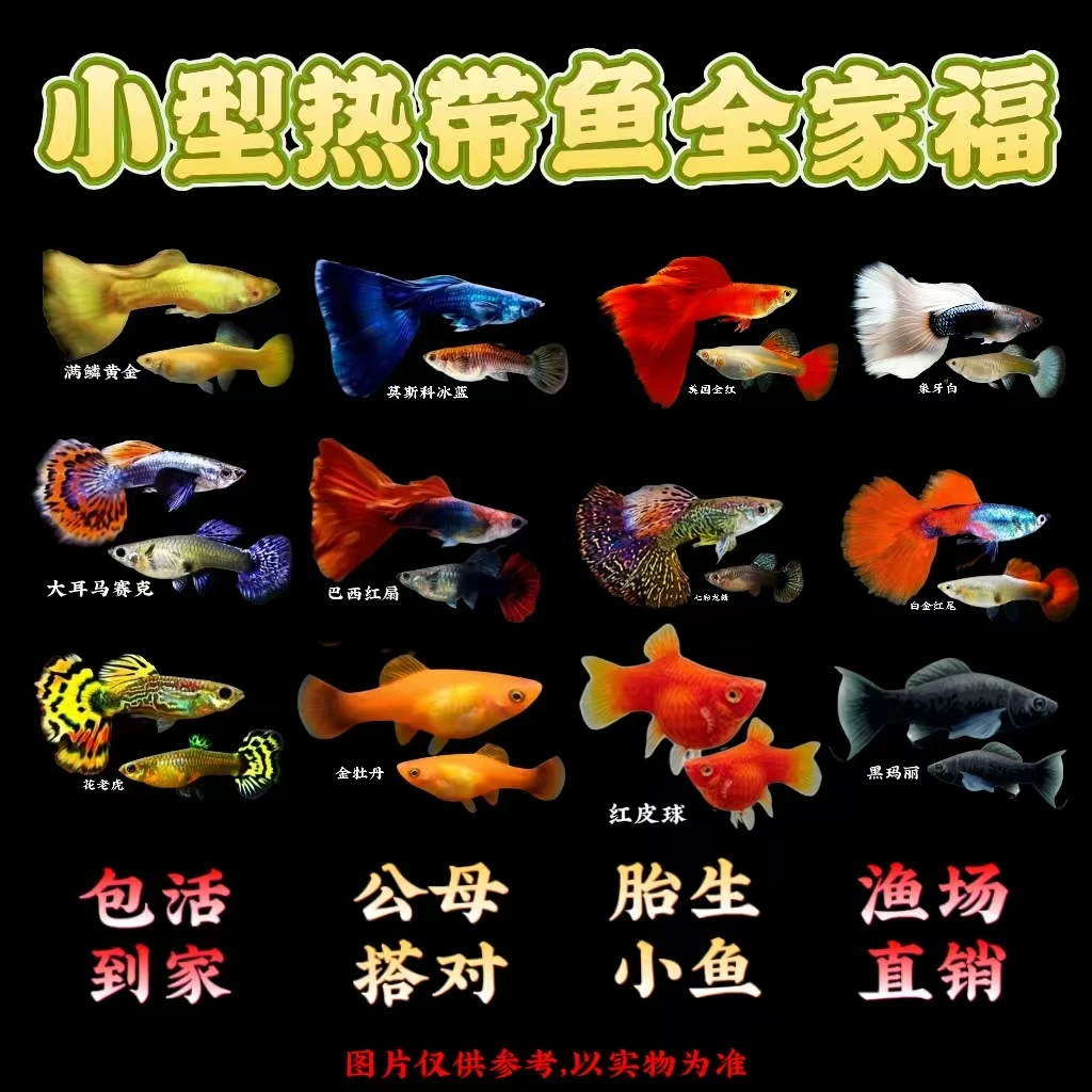 【小全家福】纯种孔雀鱼金牡丹玛丽鱼小型热带鱼观赏鱼好养好繁殖