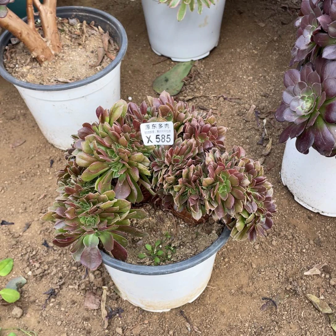 585柠檬多肉法师断枝不包