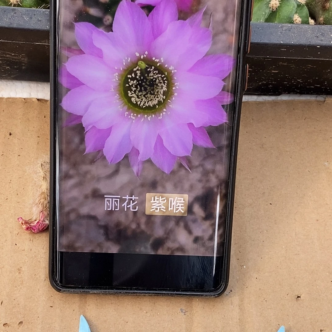 丽 紫喉侧芽歪20包邮/5公分