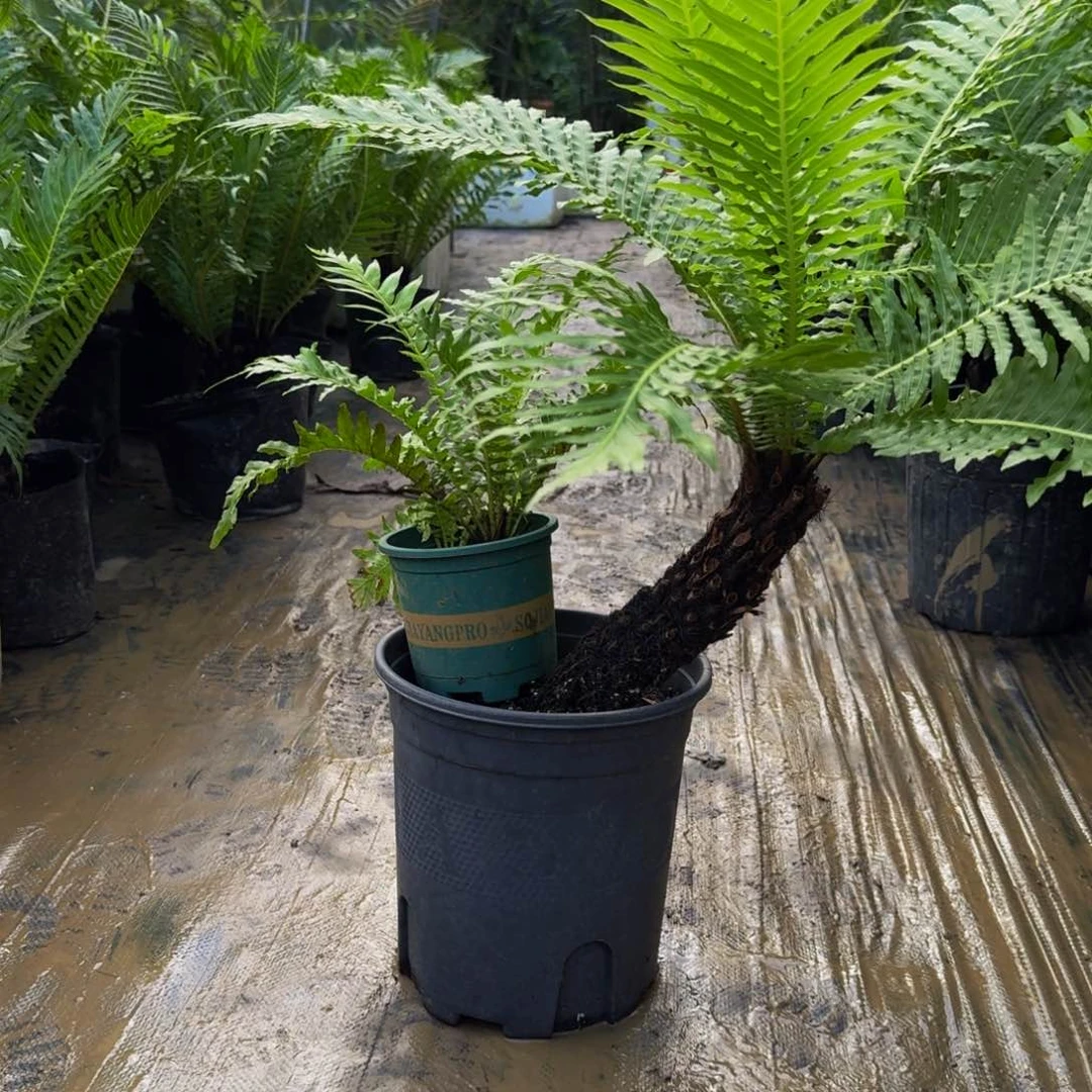 小***宇不开花植物单头斜飘带一苗