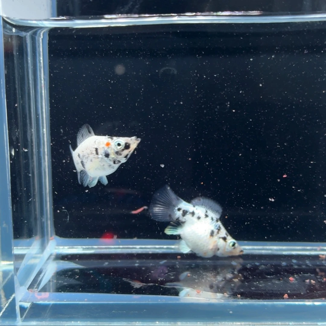 孔雀鱼奶牛玛丽两条（1）
