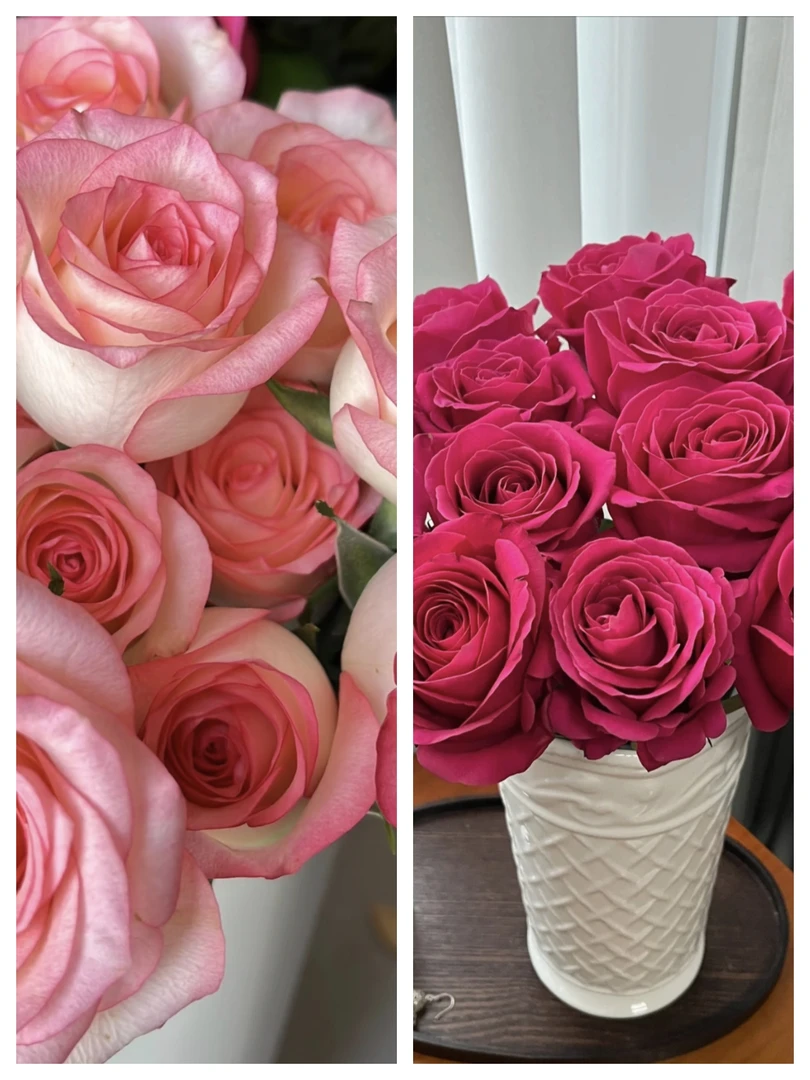 【万紫专属】艾莎10支+弗洛伊德10支