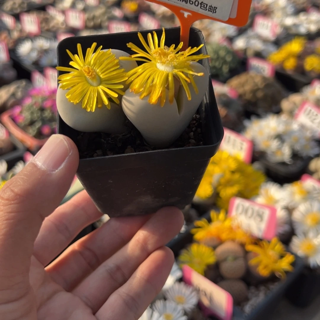 601 一物一拍，默认有伤，介意勿拍，不退不换