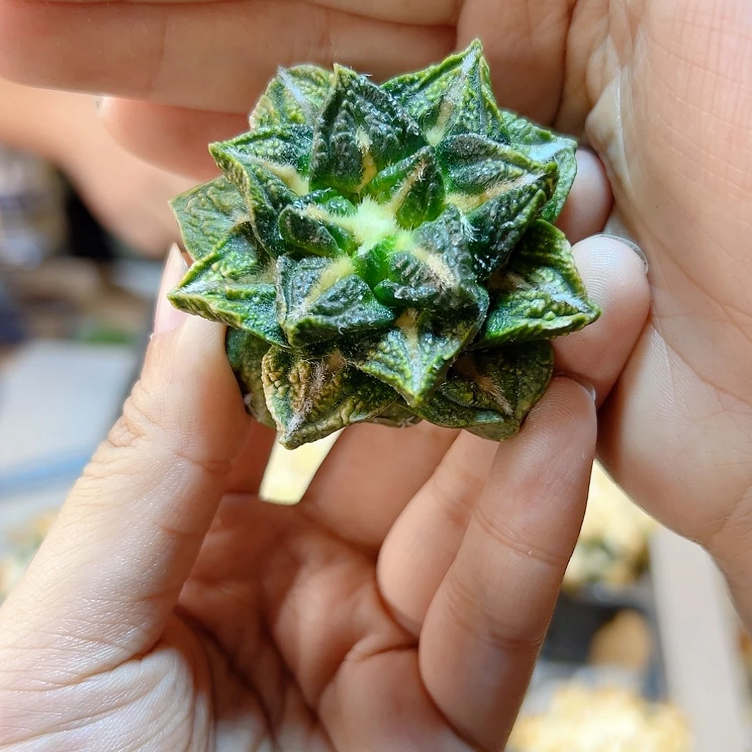 2号苗接龟甲黑牡丹锦5.3公分无根