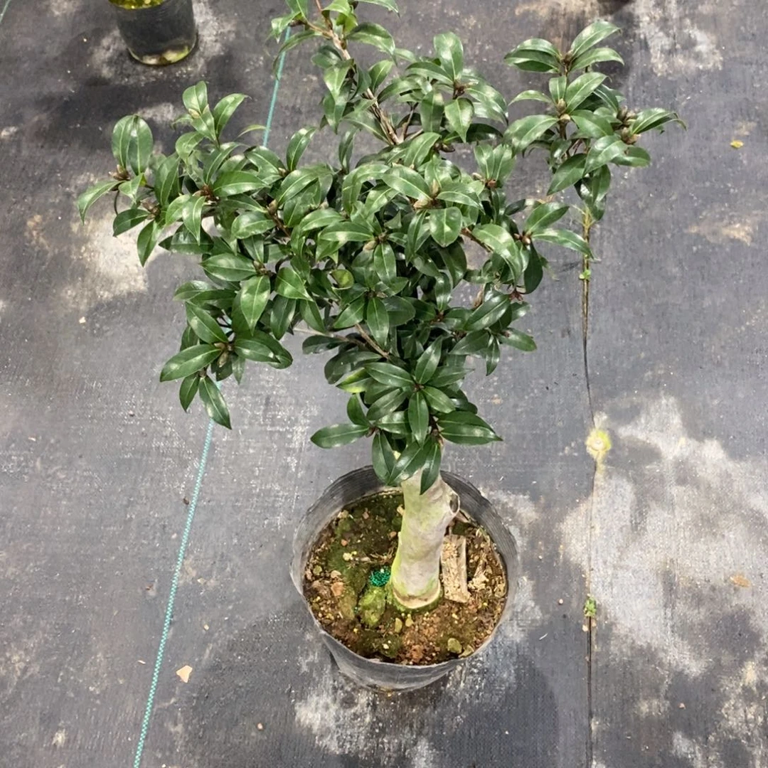 大部分花苞少量开放一物一拍 黑骑士