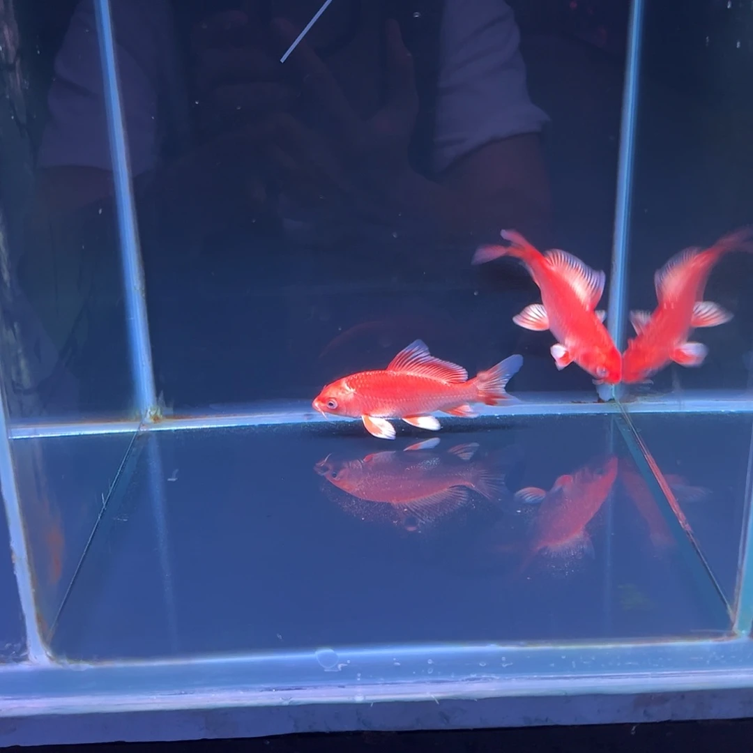 海水鱼J***Y精品蝴蝶鲤
