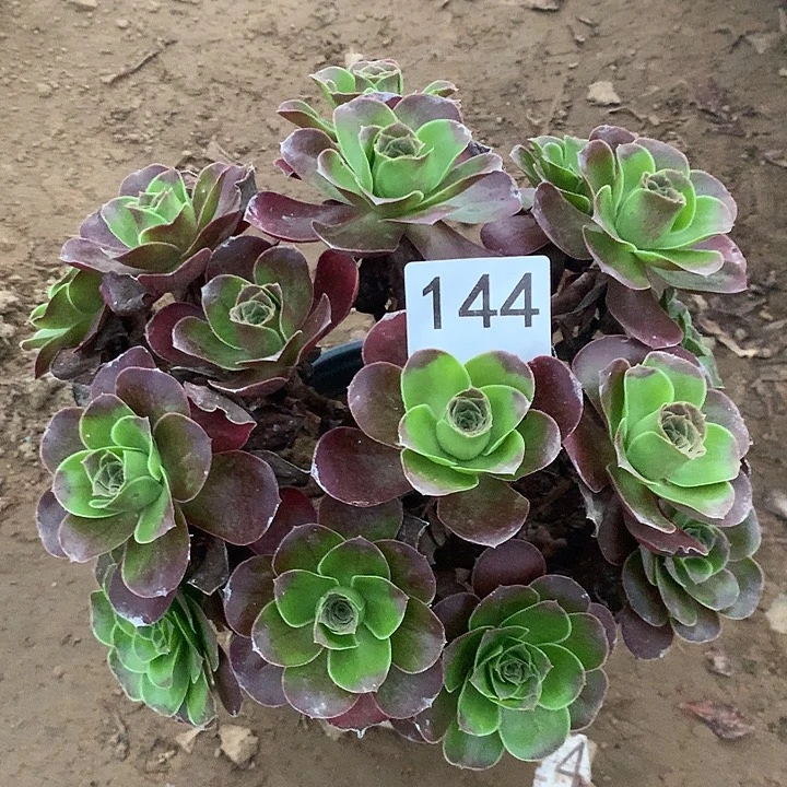 无花朵144魅金玫瑰晚