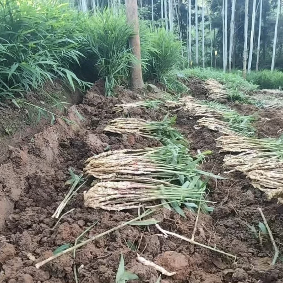 湖南永州大瑶山新鲜带泥现挖高山嫩仔姜红芽姜当季蔬菜可醋泡生姜