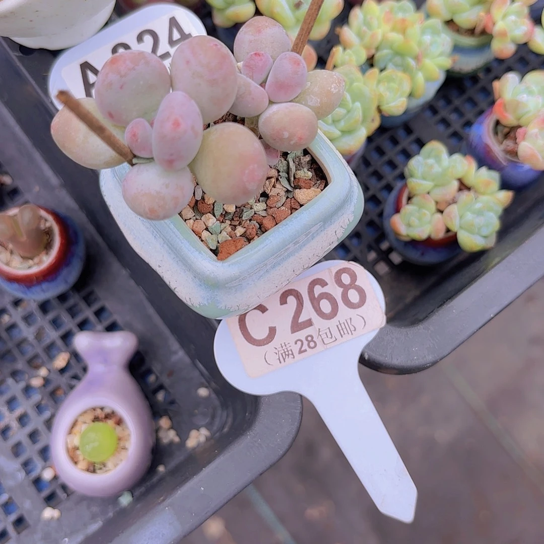 C268珍珠奶一物一拍