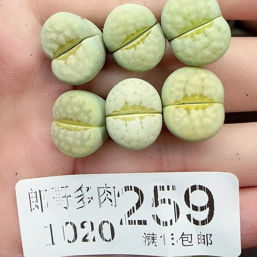 满满18包邮1020-259