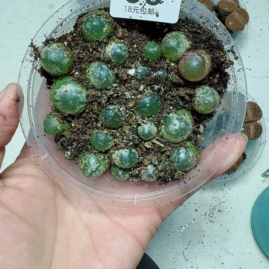 6多肉植物多肉植物
