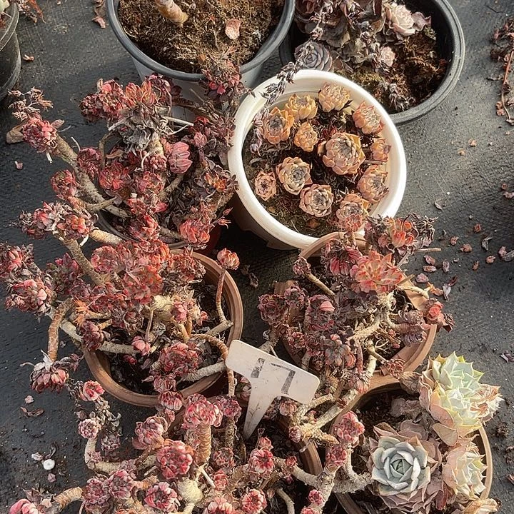 两单包邮，一物一拍，散17