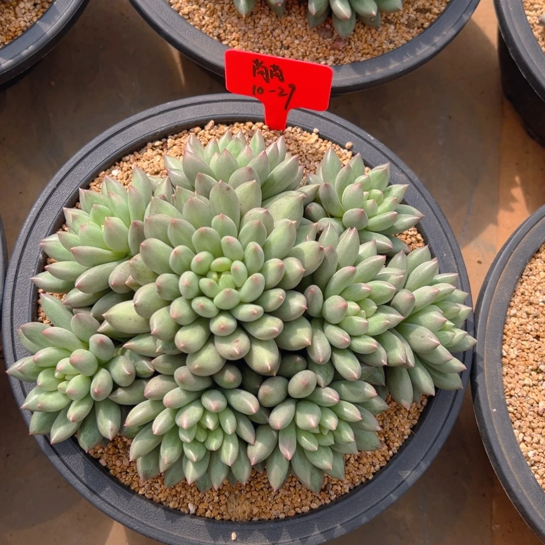 102911111111111111111