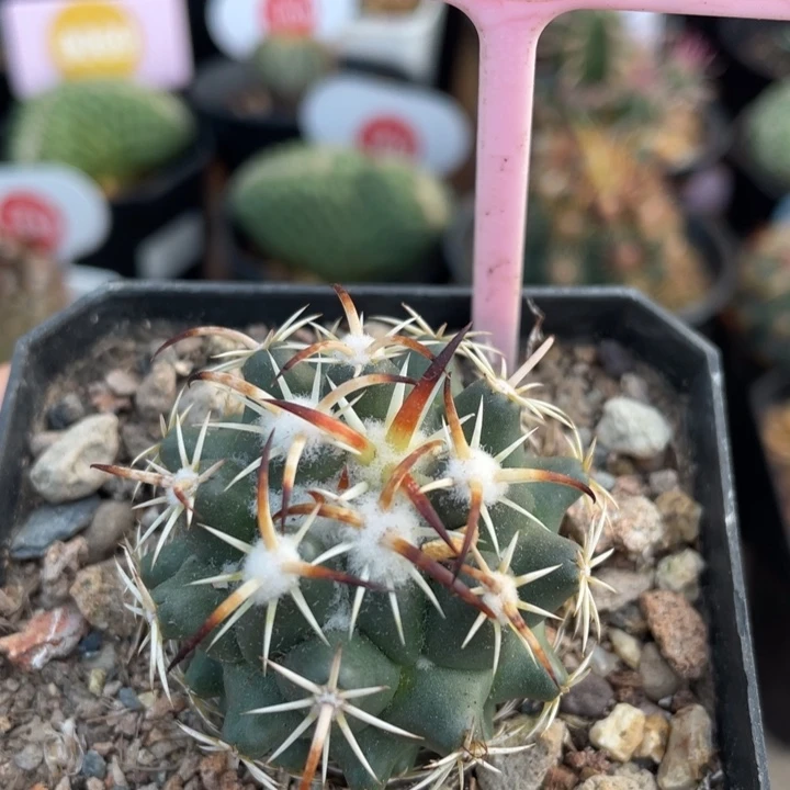 实生钢钉005400000