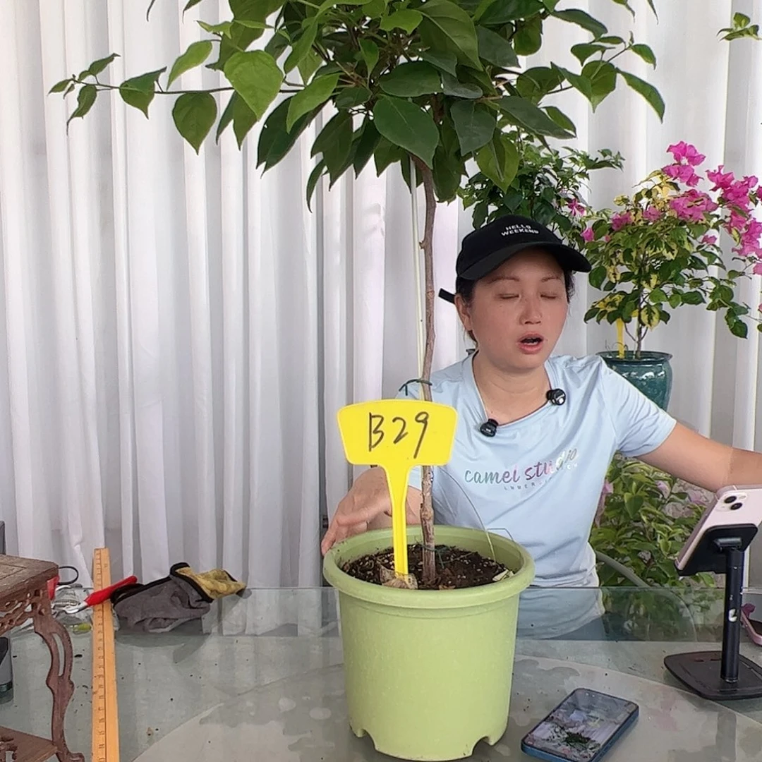 当前无花栽培后可以开花美*B29张红英