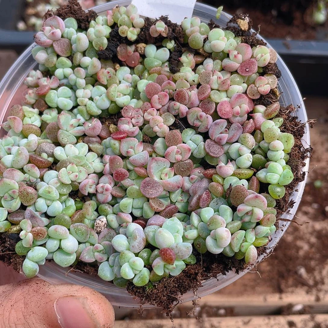 多肉植物多肉植物981