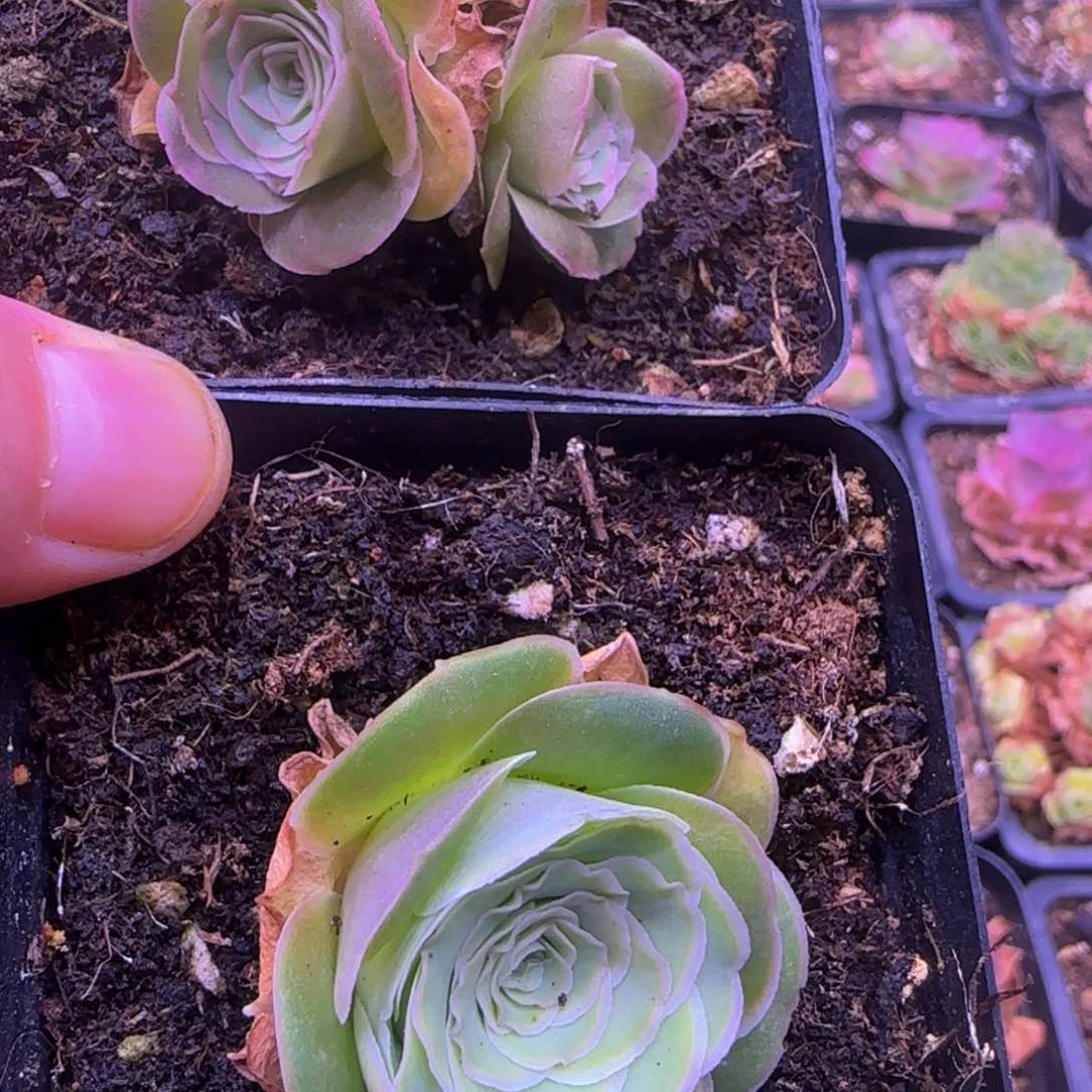 福利12555585652335856855985