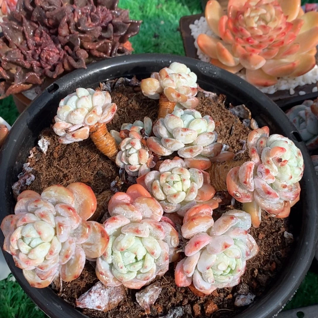 冷香多肉植物盆栽