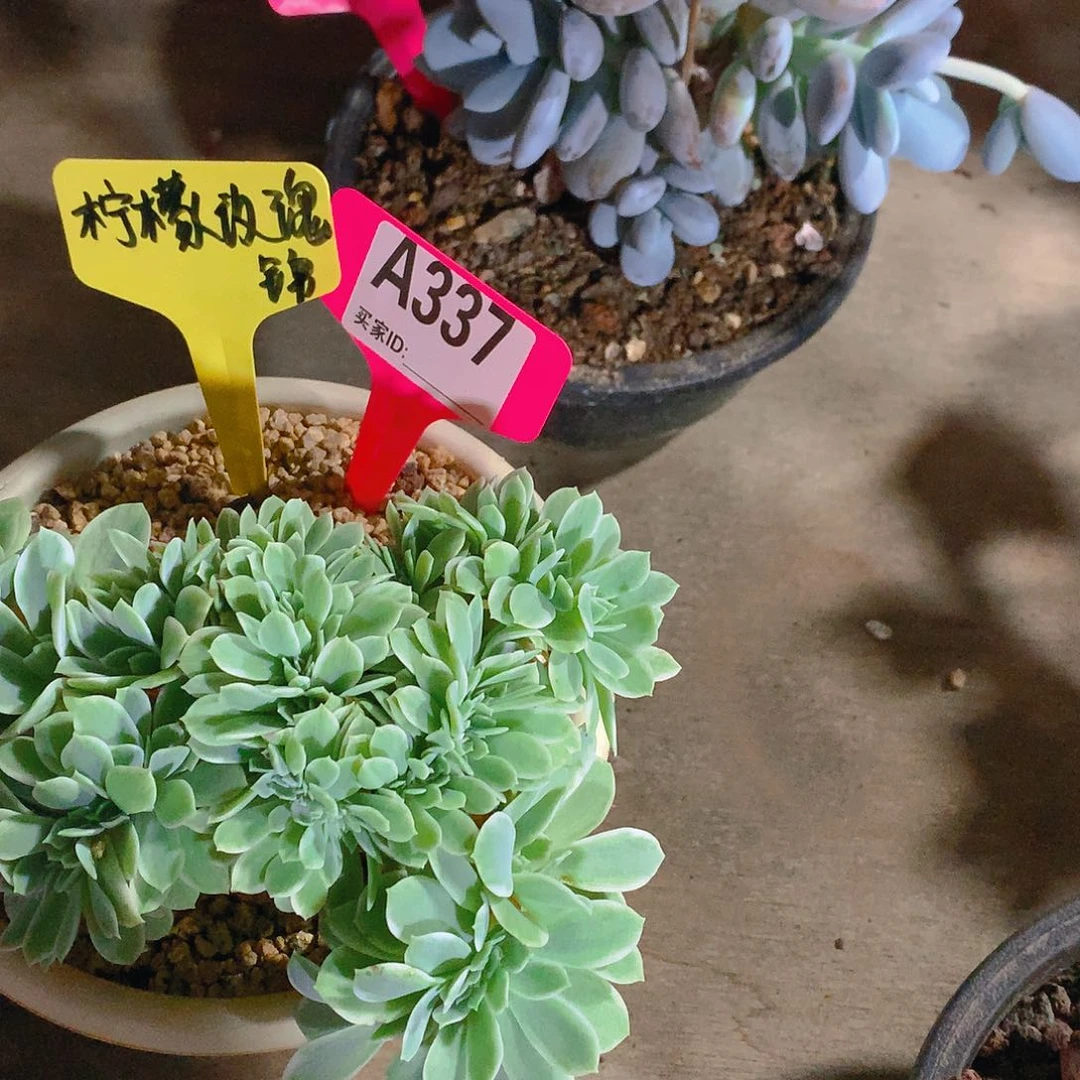 柠檬玫瑰锦一物一拍A337