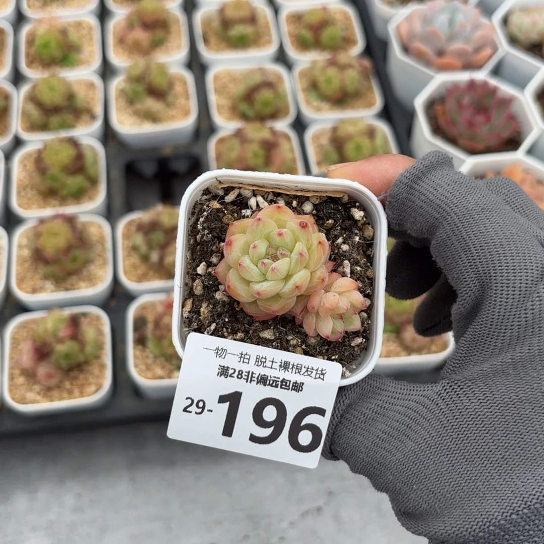 寒非多肉多肉多肉多肉多肉