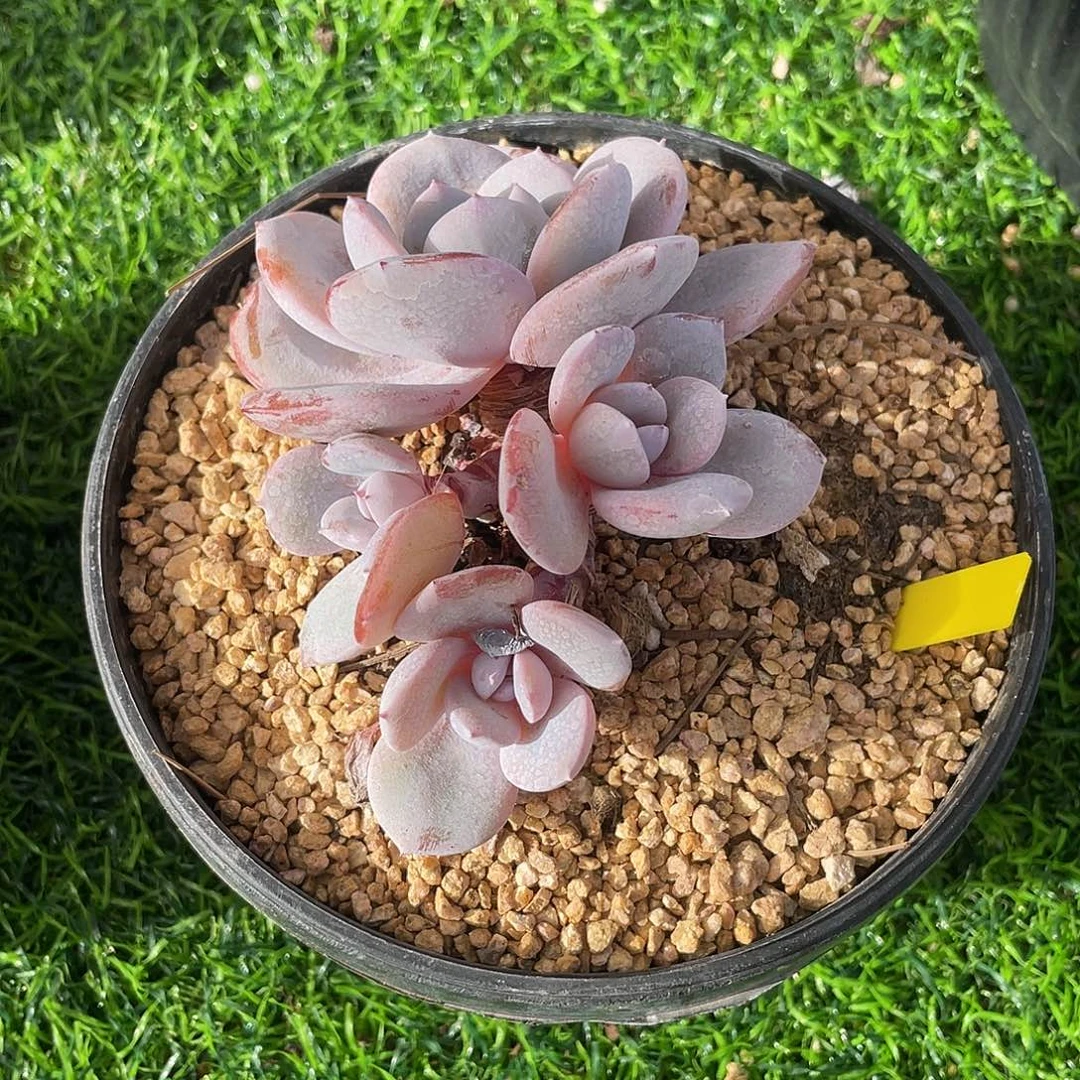 奶茶群生多肉植物一物一拍多肉