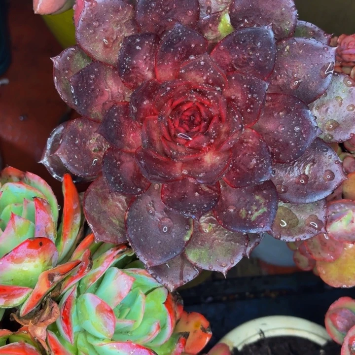 九***子老桩精品肉肉红玫瑰