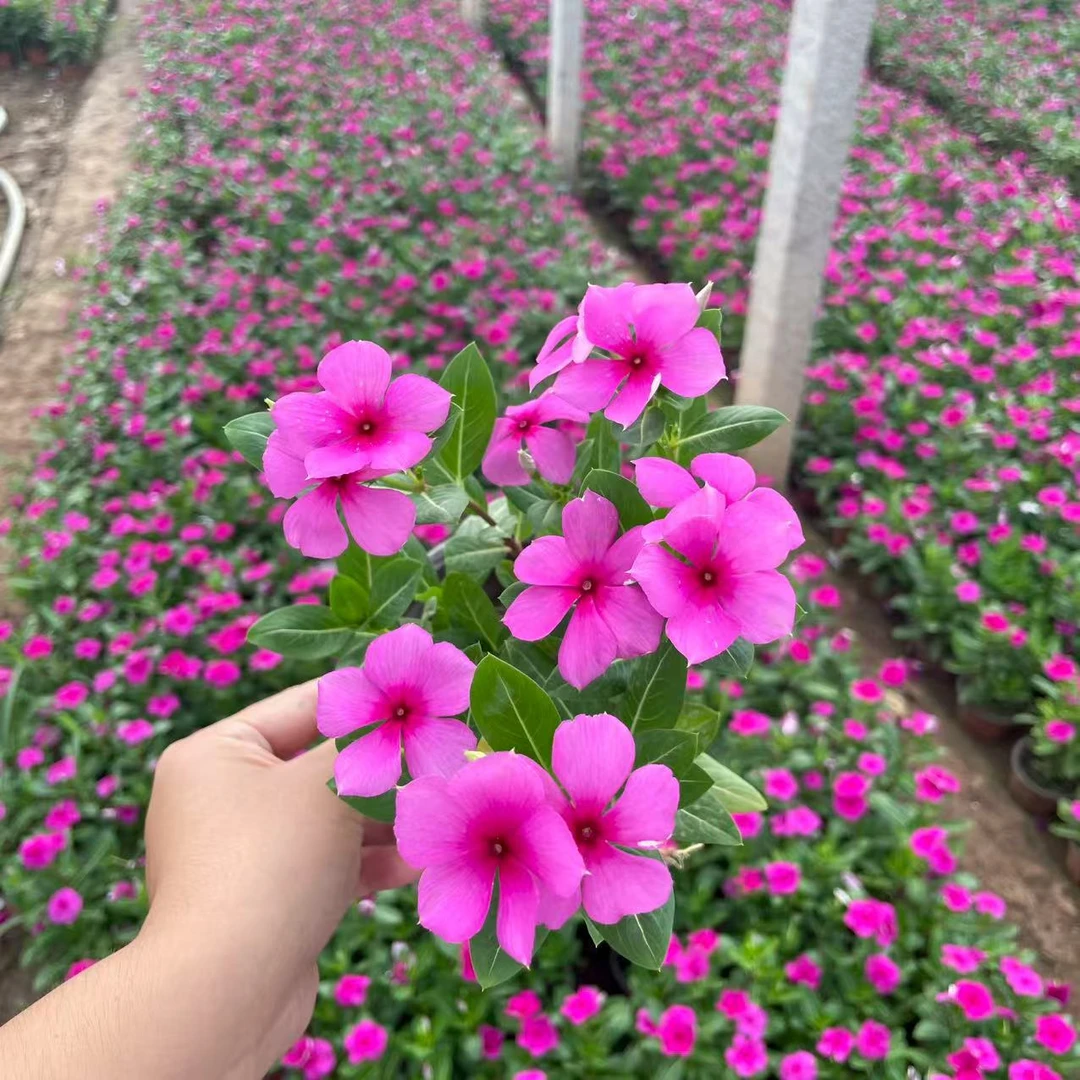 [灿朵花卉]木本多年生天天开，四季梅，清棚处理，耐热耐晒，金达莱色